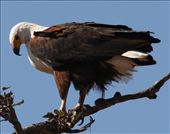 African fish eagle: by vagabondstoo, Views[508]