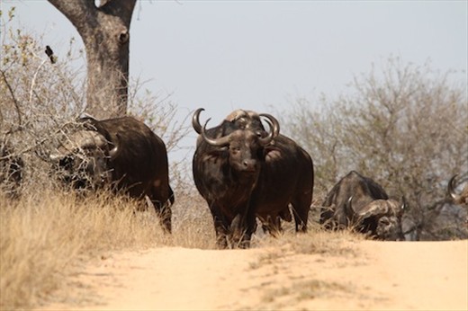 Cape buffalo