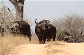 Cape buffalo: by vagabondstoo, Views[445]