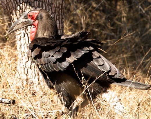 Ground hornbill