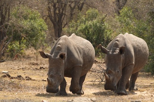White rhinos