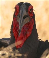 Eye-lashes on a bird?: by vagabondstoo, Views[769]
