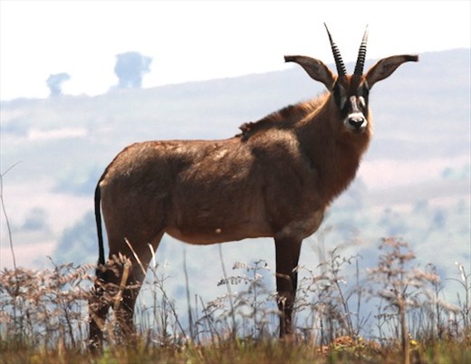 Roan antelope, Knyika NP