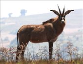 Roan antelope, Knyika NP: by vagabondstoo, Views[404]