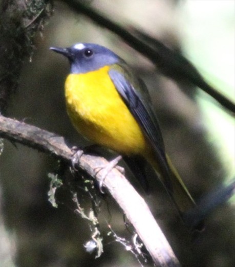 White-starred robin, Knyika NP