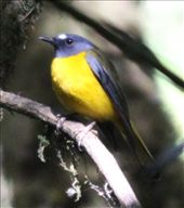 White-starred robin, Knyika NP: by vagabondstoo, Views[459]