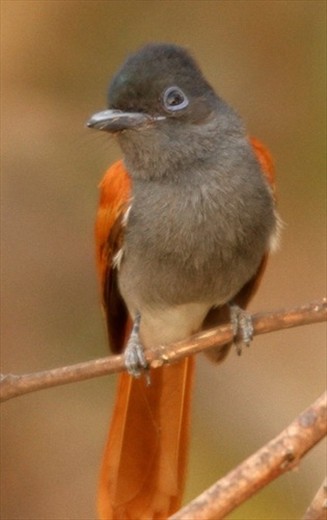 Monarch fly catcher, Liwonde NP