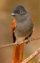 Monarch fly catcher, Liwonde NP: by vagabondstoo, Views[607]