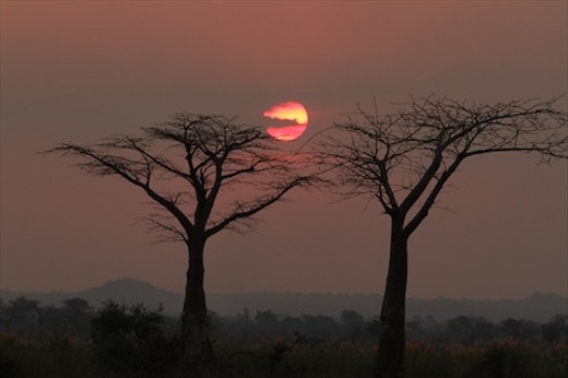 Sunset and baobabs, Bushman's Baobab Camp, Liwonde NP