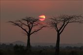 Sunset and baobabs, Bushman's Baobab Camp, Liwonde NP: by vagabondstoo, Views[575]