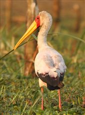 Yellow-billed stork, Liwonde NP: by vagabondstoo, Views[745]