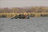 Wholesale fish poaching, Liwonde NP: by vagabondstoo, Views[1325]