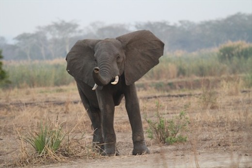I don't know who was more surprised! Bushman's Baobab Camp
