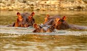 Hippos at sunrise, Kafue NP: by vagabondstoo, Views[607]