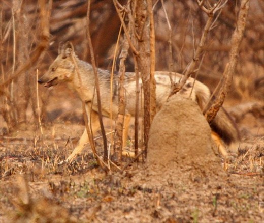 Side-striped jackal, Kafue NP