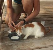 Wonder who's feeding him now: by vagabondstoo, Views[528]