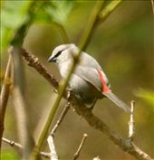Gray waxbill, one of our LBJs. Gorongosa NP: by vagabondstoo, Views[733]