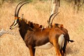 Sable and ox-peckers, Gorongoza NP: by vagabondstoo, Views[390]