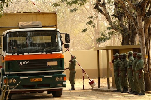 A salute to the arriving eland, Gorongosa NP