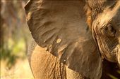 An elephant never forgets, especially a bullet hole in the ear, Gorongoza NP: by vagabondstoo, Views[1565]