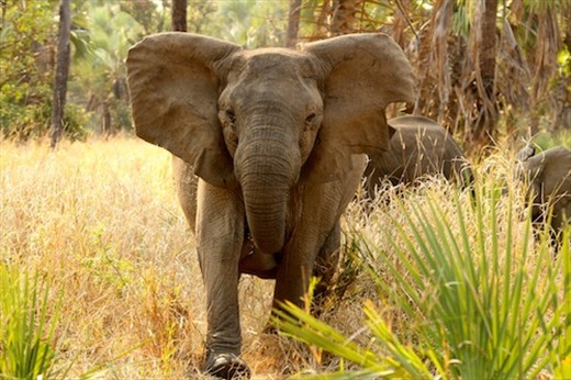 A false charge but, hey, we can take a hint, Gorongoza NP