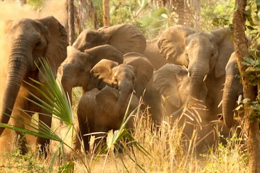 Gathering round to protect the herd, Gorongoza NP