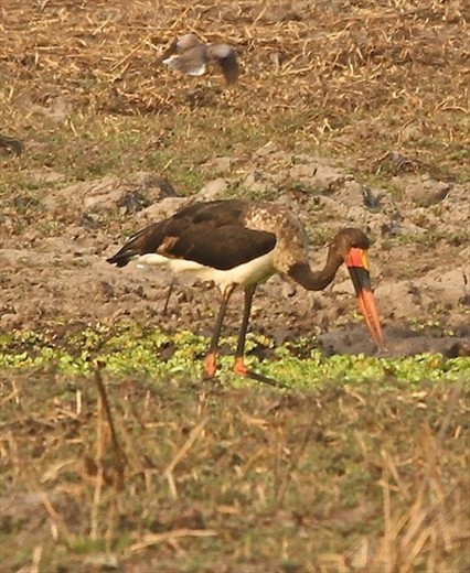 Saddlebill stork, Gorongoza NP