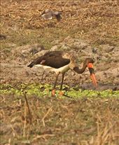 Saddlebill stork, Gorongoza NP: by vagabondstoo, Views[497]