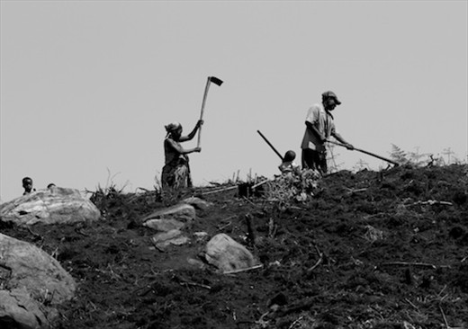 Tilling for the new maize crop 