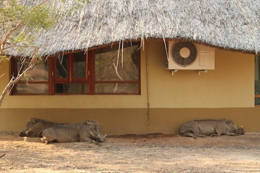 Warthogs in the shade of our chalet, Gorongosa NP