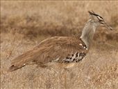 Kori bustard, Kruger: by vagabondstoo, Views[523]