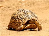 Leopard tortoise, Kruger National Park: by vagabondstoo, Views[568]
