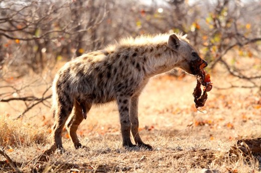 Spotted hyena, Kruger National Park