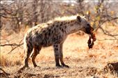 Spotted hyena, Kruger National Park: by vagabondstoo, Views[677]