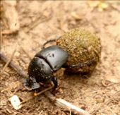 Dung beetles know their s#*t, St. Lucia: by vagabondstoo, Views[703]