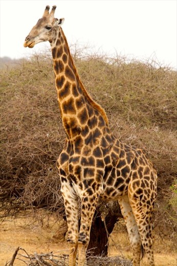Giraffe, Kruger National Park