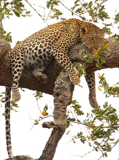 Leopard in a tree, Kruger National Park