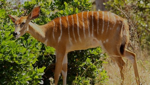 Female nyala, Kruger National Park