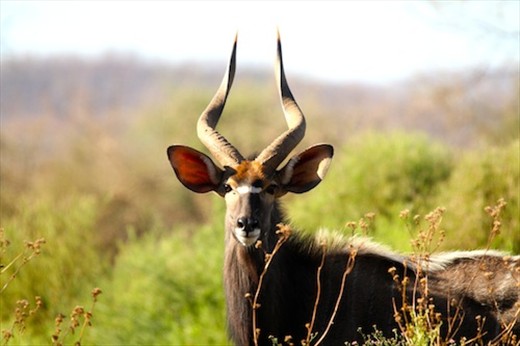 Male nyala, Kruger National Park