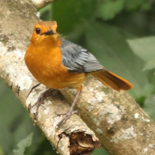 Red-capped robin chat, St. Lucia
