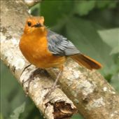 Red-capped robin chat, St. Lucia: by vagabondstoo, Views[565]