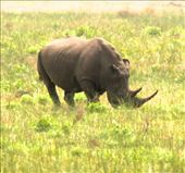 Horny rhino, iSimangaliso National Wetlands : by vagabondstoo, Views[1424]