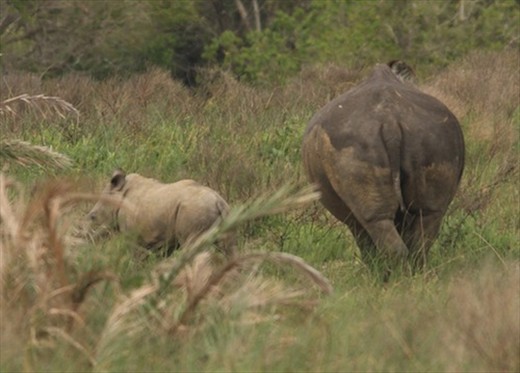 Rhino and calf, iSimangaliso National Wetlands 
