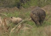 Rhino and calf, iSimangaliso National Wetlands : by vagabondstoo, Views[614]
