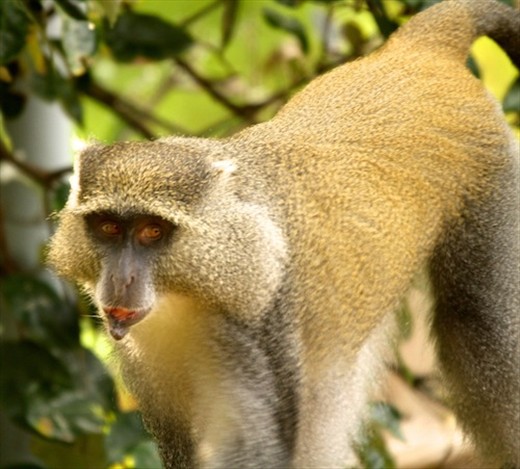Simango (blue) monkey, iSimangaliso National Wetlands 
