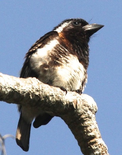 White-eared barbet, St. Lucia