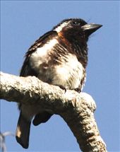 White-eared barbet, St. Lucia: by vagabondstoo, Views[624]