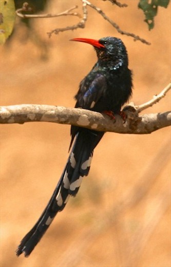 Green wood hoopoe, Kruger National Park