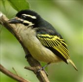 Yellow-rumped tinker bird, St. Lucia: by vagabondstoo, Views[724]