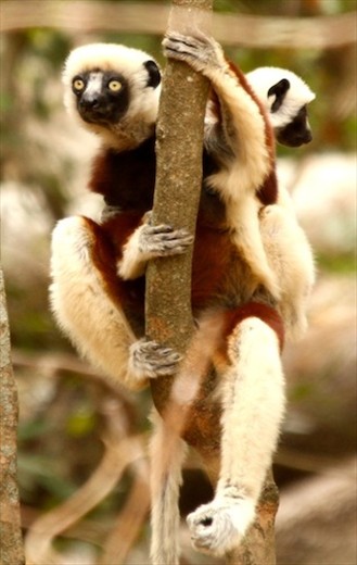 Coquerel's sifaka, Ankarafantsika National Park